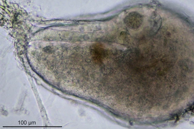 Lieberkuehnia wageneri