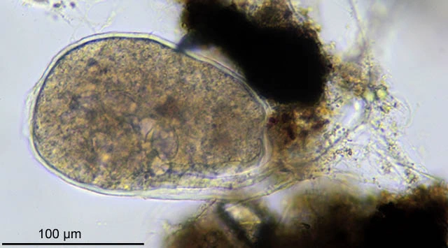 Lieberkuehnia wageneri