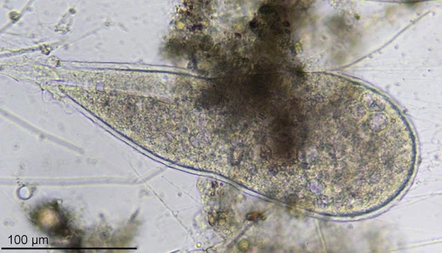 Lieberkuehnia wageneri