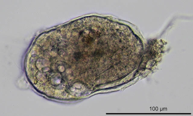 Lieberkuehnia wageneri