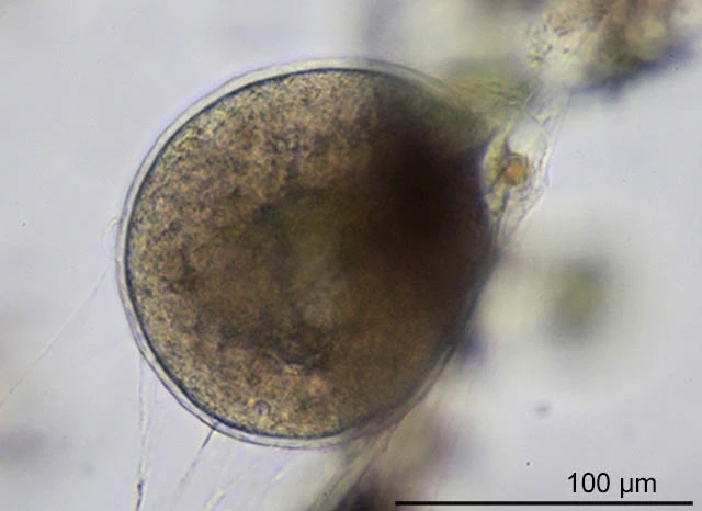 Lieberkuehnia wageneri