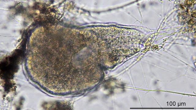 Lieberkuehnia wageneri