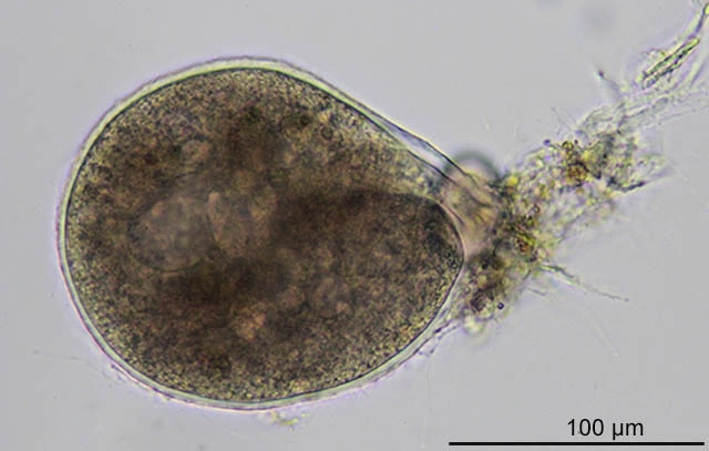 Lieberkuehnia wageneri