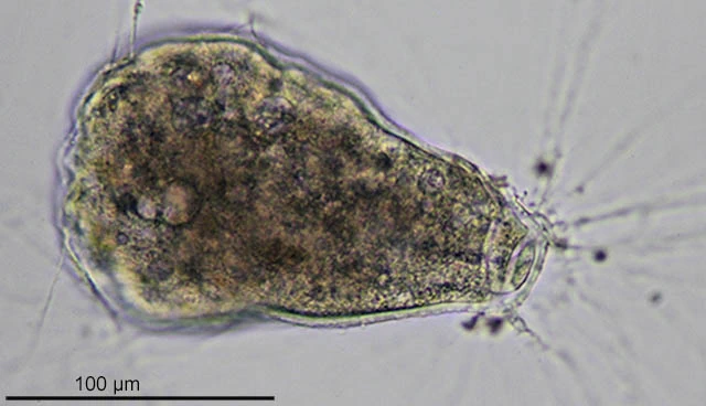 Lieberkuehnia wageneri