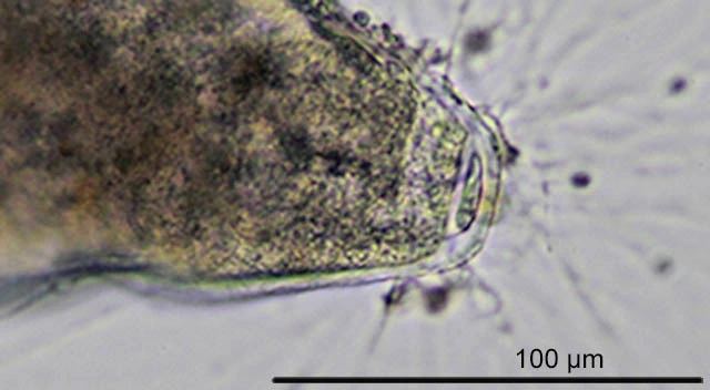 Lieberkuehnia wageneri