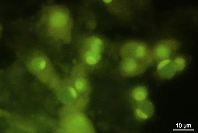 Lieberkuehnia wageneri