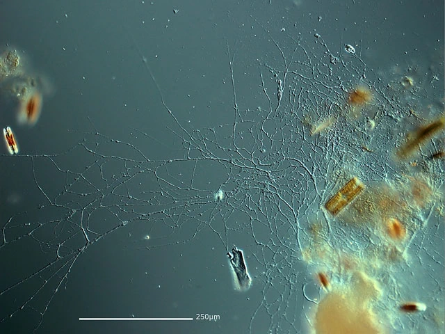 Lieberkuehnia wageneri