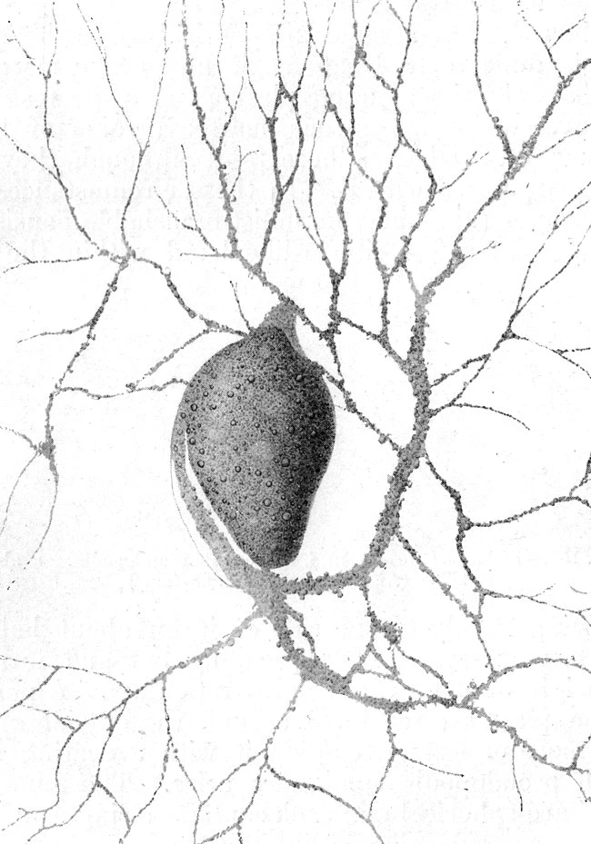 Lieberkuehnia wageneri