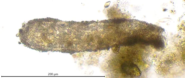 Limnogromia linearis