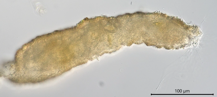 Limnogromia linearis