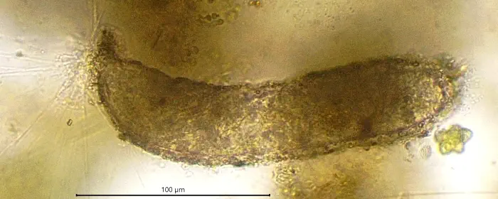 Limnogromia linearis
