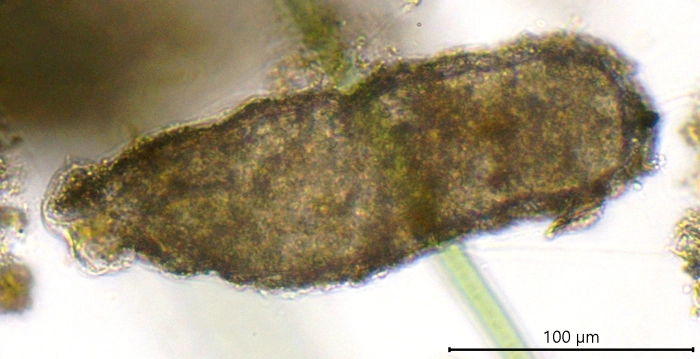 Limnogromia linearis