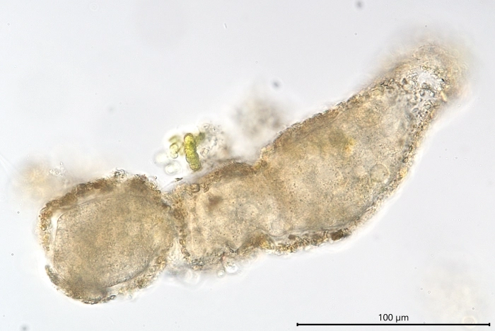 Limnogromia linearis