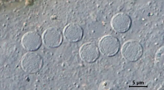 Limnogromia linearis
