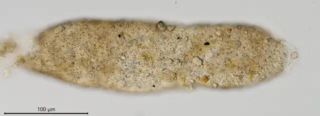 Limnogromia linearis