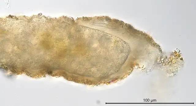 Limnogromia linearis
