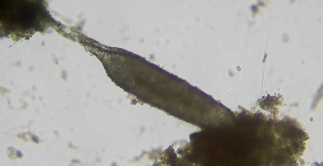 Limnogromia sinensis