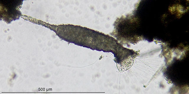 Limnogromia sinensis