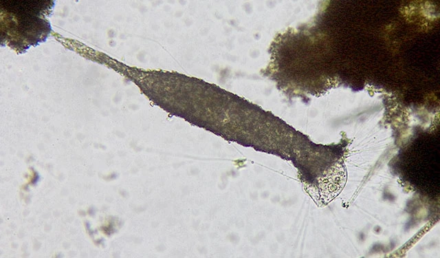 Limnogromia sinensis