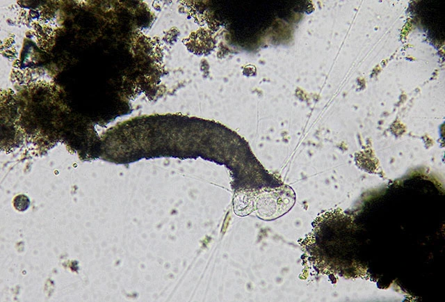 Limnogromia sinensis