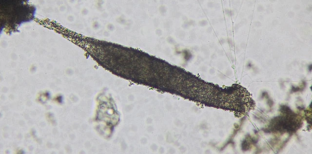 Limnogromia sinensis