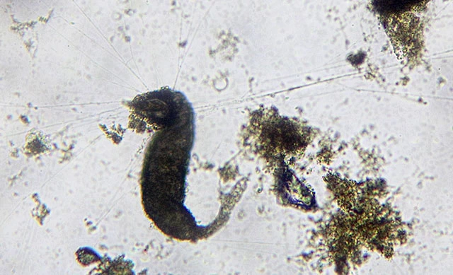 Limnogromia sinensis