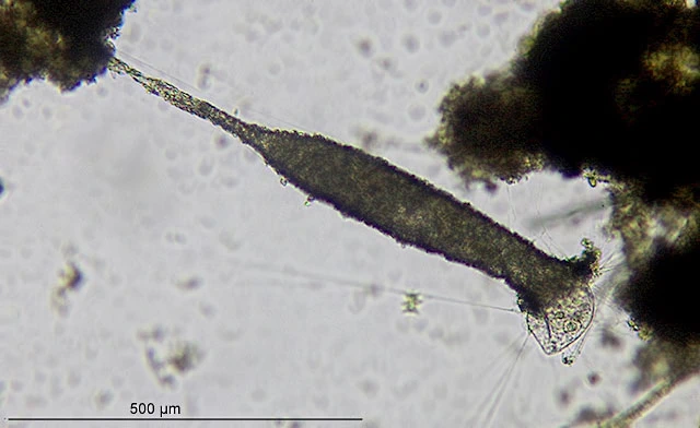 Limnogromia sinensis