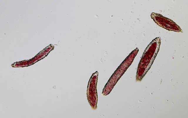 Limnogromia saxicola