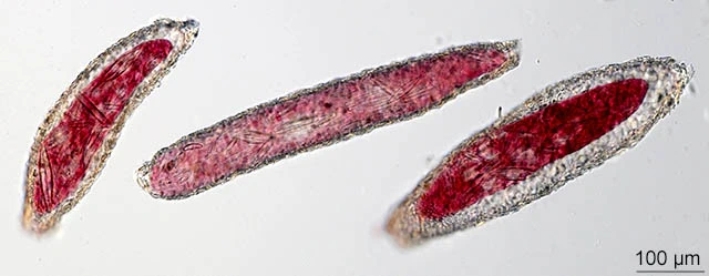 Limnogromia saxicola