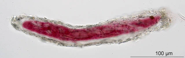 Limnogromia saxicola