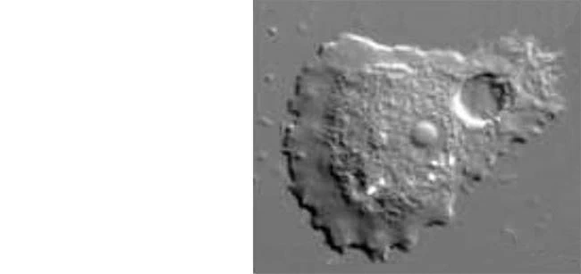 Luapeleamoeba hula