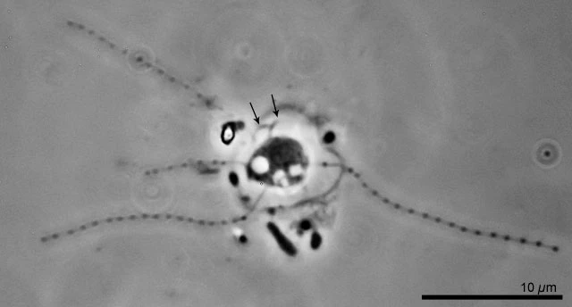 Massisteria spec. fresh water - Ferry Siemensma