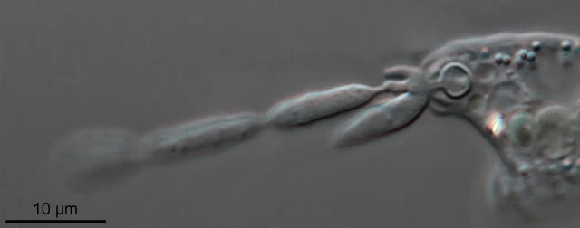 Mayorella with fungus