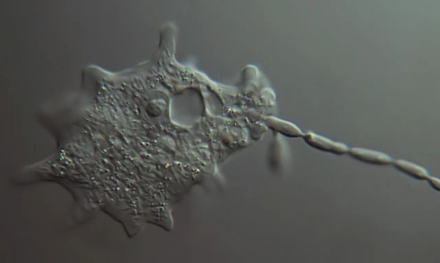 Mayorella with fungus