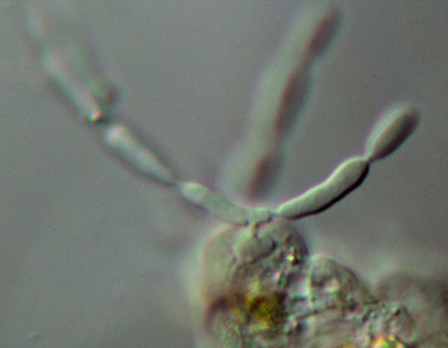 Mayorella with fungus