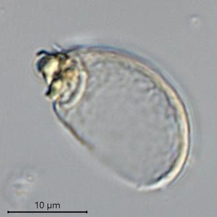 Meisterfeldia