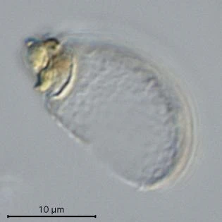 Meisterfeldia