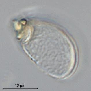 Meisterfeldia