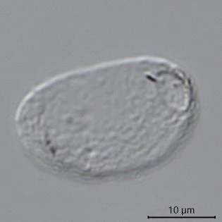 Meisterfeldia