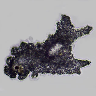 Metachaos spec.