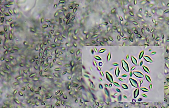 Metachaos spec. 