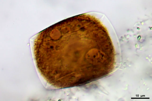 Microchlamys patella - Ferry Siemensma