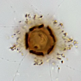 Microcometes paludosa