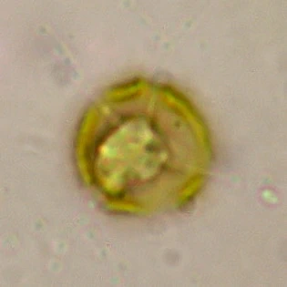 Microcometes - Ferry Siemensma