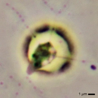 Microcometes - Ferry Siemensma