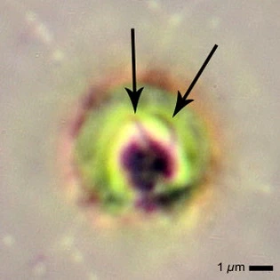 Microcometes - Ferry Siemensma