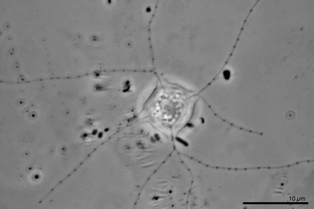 Microcometes paludosa - Ferry Siemensma
