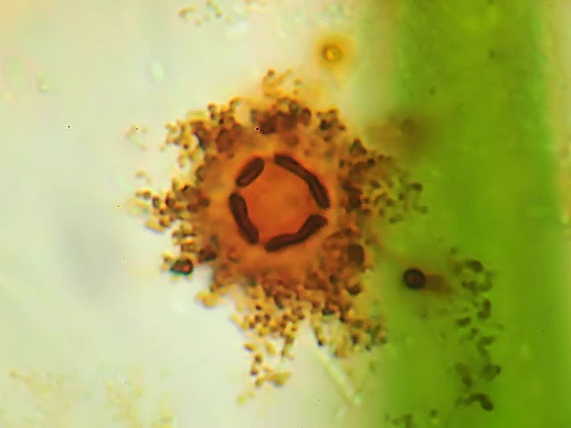 Microcometes paludosa