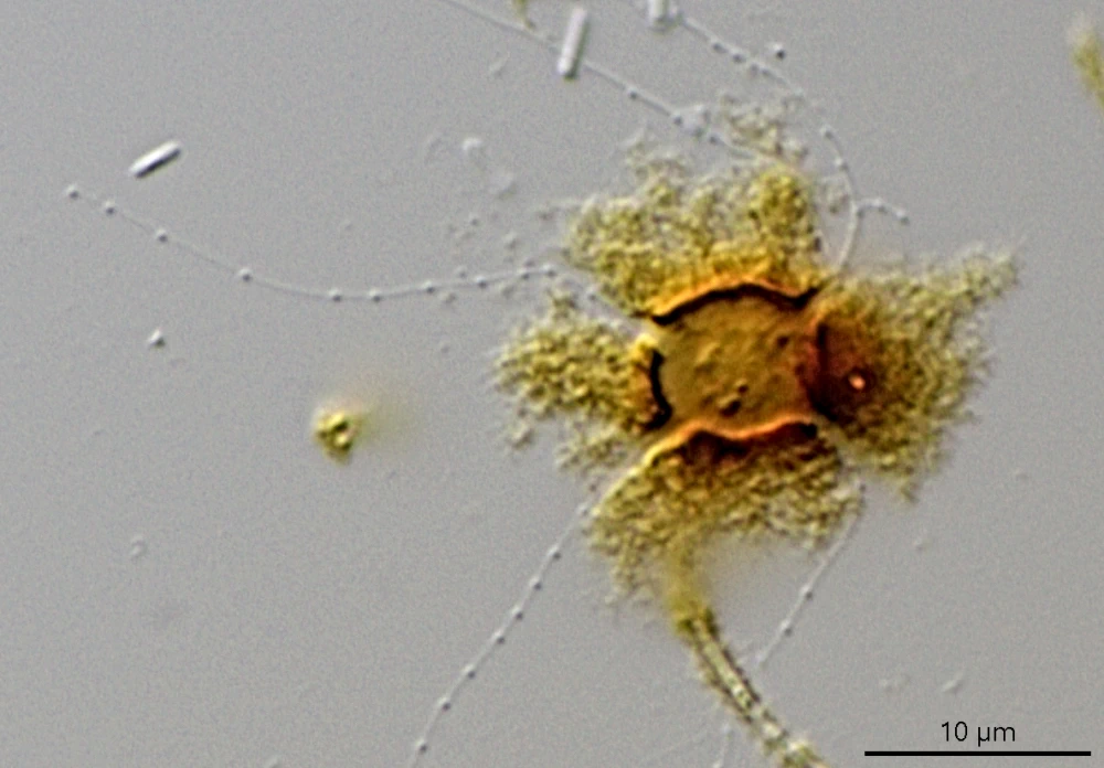 Microcometes paludosa