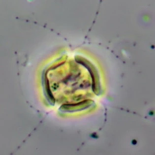 Microcometes paludosa - Ferry Siemensma